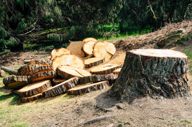 Best Firewood Processing and Delivery  in Sewaren, NJ